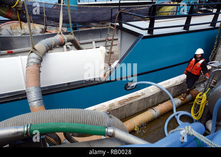 Eine kommerzielle Fischerboot entlädt seine Ladung frischer Fisch auf Fisch und Meeresfrüchte in Dutch Harbor, Unalaska, Alaska, United States. Stockfoto