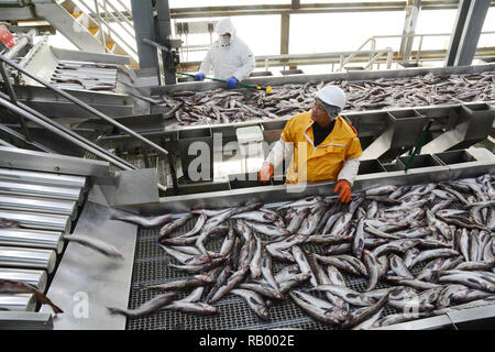 Mitarbeiter an einen Fisch pflanze Inspektion ganze Alaska Seelachs auf Förderbändern, in Dutch Harbor, Unalaska Island, Alaska, USA. Stockfoto