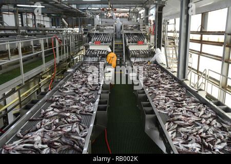 Mitarbeiter an einen Fisch pflanze Inspektion ganze Alaska Seelachs auf Förderbändern, in Dutch Harbor, Unalaska Island, Alaska, USA. Stockfoto