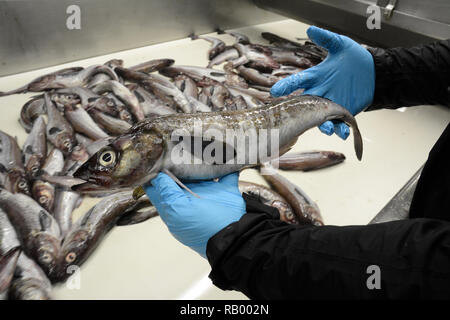 Ein Angestellter am UniSea Fisch Pflanze hält eine ganze Alaska Seelachs neben einem Förderband, in Dutch Harbor, Unalaska Island, Alaska. Stockfoto