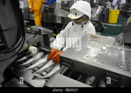 Ein Fisch Mitarbeiter Überprüfung der gesamten Alaska Seelachs auf einem Förderband in Dutch Harbor, Unalaska Island, Alaska, USA. Stockfoto