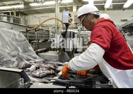 Fisch Mitarbeiter Überprüfung der gesamten Alaska Seelachs auf einem Förderband in Dutch Harbor, Unalaska Island, Alaska, USA. Stockfoto