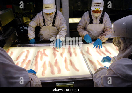 Fisch Mitarbeiter überprüfung Alaska Pollock Fischfilets auf einem hintergrundbeleuchteten Förderband, Dutch Harbor, Unalaska Island, Alaska, USA. Stockfoto