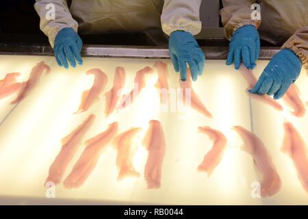 Fisch Mitarbeiter überprüfung Alaska Pollock Fischfilets auf einem hintergrundbeleuchteten Förderband, Dutch Harbor, Unalaska Island, Alaska, USA. Stockfoto