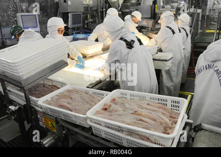 Fisch Mitarbeiter überprüfung Alaska Pollock Fischfilets auf einem hintergrundbeleuchteten Förderband in Dutch Harbor, Unalaska Island, Alaska, USA. Stockfoto