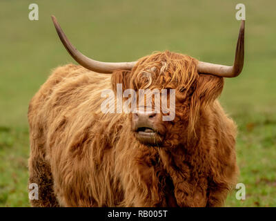 Highland-Kuh Stockfoto