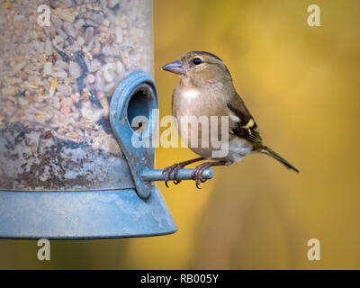 Buchfink (weiblich) auf Garten Bird Feeder Stockfoto