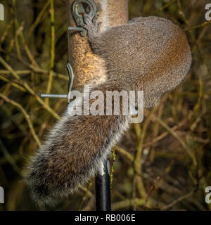 Graue Eichhörnchen stehlen von Bird Feeder in Garten Stockfoto