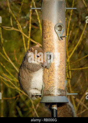 Graue Eichhörnchen stehlen von Bird Feeder in Garten Stockfoto