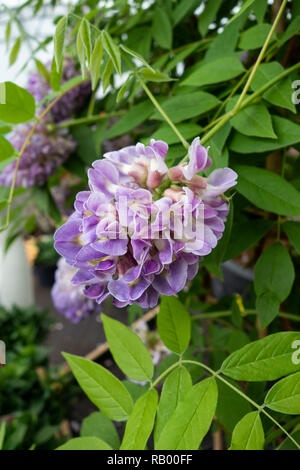 Nahaufnahme von Wisteria Frutescens - Amethyst Falls, die in einem englischen Garten blüht, England, Großbritannien Stockfoto