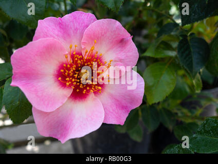 Nahaufnahme von leuchtend wie EIN Knopf Hydrid rosa Strauchrose - Persica Rose, UK Stockfoto