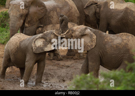 Zwei junge Elefanten spielen, Hapoor Dam, Addo Elephant National Park, Südafrika Stockfoto
