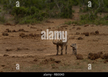 Warzenschwein Mutter und Baby an der Addo Elephant National Park, Eastern Cape, Südafrika Stockfoto