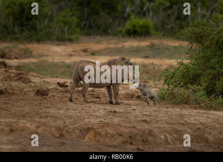 Warzenschwein Mutter und Baby an der Addo Elephant National Park, Eastern Cape, Südafrika Stockfoto