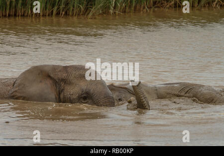 Zwei Elefanten im Wasser spielen, Hapoor Dam, Addo Elephant National Park, Südafrika Stockfoto