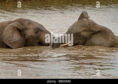 Zwei Elefanten im Wasser spielen, Hapoor Dam, Addo Elephant National Park, Südafrika Stockfoto