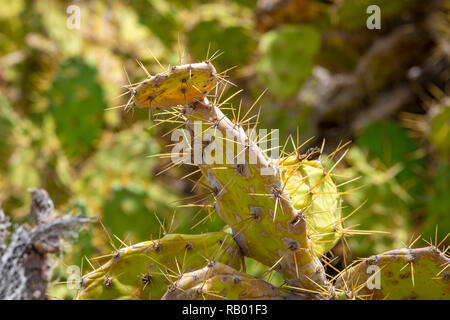 Kakteen in Teneriffa und La Gomera. Stockfoto