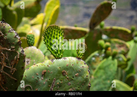 Kakteen in Teneriffa und La Gomera. Stockfoto