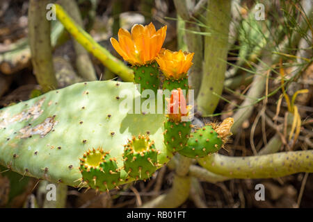 Kakteen in Teneriffa und La Gomera. Stockfoto