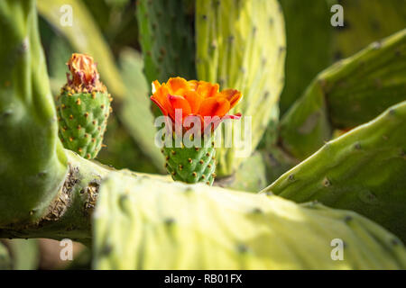 Kakteen in Teneriffa und La Gomera. Stockfoto