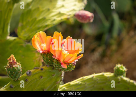 Kakteen in Teneriffa und La Gomera. Stockfoto