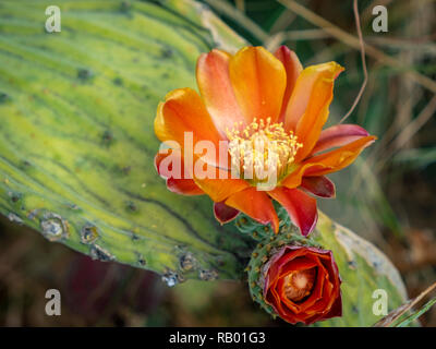 Kakteen in Teneriffa und La Gomera. Stockfoto