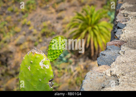 Kakteen in Teneriffa und La Gomera. Stockfoto