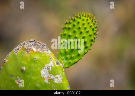 Kakteen in Teneriffa und La Gomera. Stockfoto