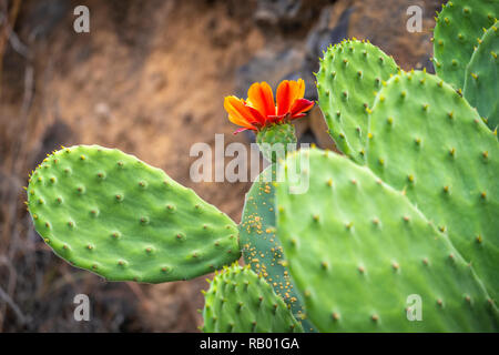 Kakteen in Teneriffa und La Gomera. Stockfoto