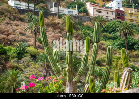 Kakteen in Teneriffa und La Gomera. Stockfoto