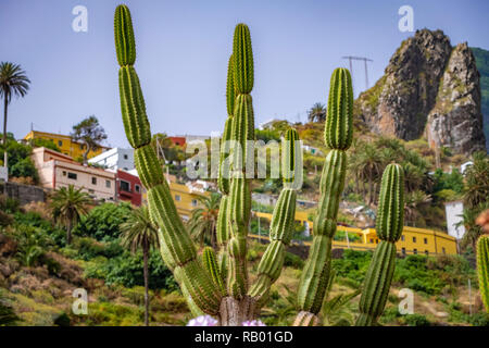 Kakteen in Teneriffa und La Gomera. Stockfoto