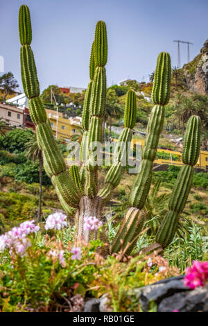 Kakteen in Teneriffa und La Gomera. Stockfoto