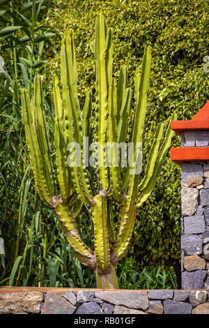 Kakteen in Teneriffa und La Gomera. Stockfoto