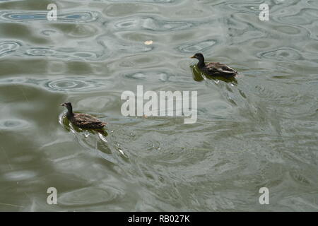 Zwei Enten in einem Teich Stockfoto