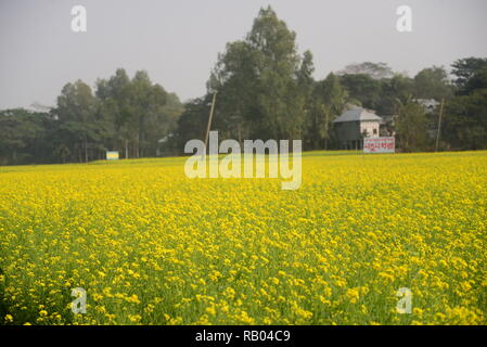 Dhaka, Bangladesch. Januar 04, 2019. Ansicht einer Senf Erntegut Blume Bereich in Munshigonj in der Nähe von Dhaka, Bangladesch am 04 Januar, 2019. Senf ist eine kühle Wetter zuschneiden und wird aus Samen gesät im frühen Frühling. Von Mitte Dezember bis Ende Januar, Bangladesch Landwirte pflegen Ihre Pflanzen von bunten gelber Senf Blumen, die in voller Blüte stehen. Credit: Mamunur Rashid/Alamy leben Nachrichten Stockfoto