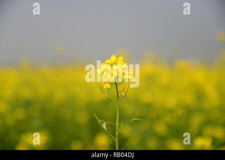 Dhaka, Bangladesch. Januar 04, 2019. Ansicht einer Senf Erntegut Blume Bereich in Munshigonj in der Nähe von Dhaka, Bangladesch am 04 Januar, 2019. Senf ist eine kühle Wetter zuschneiden und wird aus Samen gesät im frühen Frühling. Von Mitte Dezember bis Ende Januar, Bangladesch Landwirte pflegen Ihre Pflanzen von bunten gelber Senf Blumen, die in voller Blüte stehen. Credit: Mamunur Rashid/Alamy leben Nachrichten Stockfoto