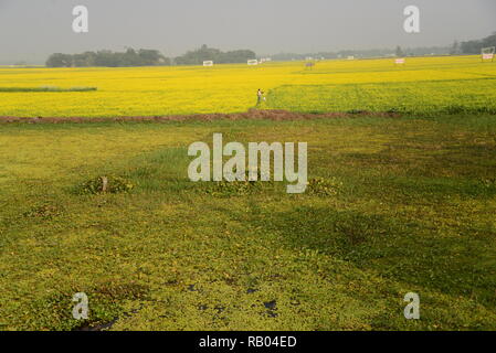 Dhaka, Bangladesch. Januar 04, 2019. Bangladeshi Leute gehen in den Senf Blume Bereich in Munshigonj in der Nähe von Dhaka, Bangladesch am 04 Januar, 2019. Senf ist eine kühle Wetter zuschneiden und wird aus Samen gesät im frühen Frühling. Von Mitte Dezember bis Ende Januar, Bangladesch Landwirte pflegen Ihre Pflanzen von bunten gelber Senf Blumen, die in voller Blüte stehen. Credit: Mamunur Rashid/Alamy leben Nachrichten Stockfoto