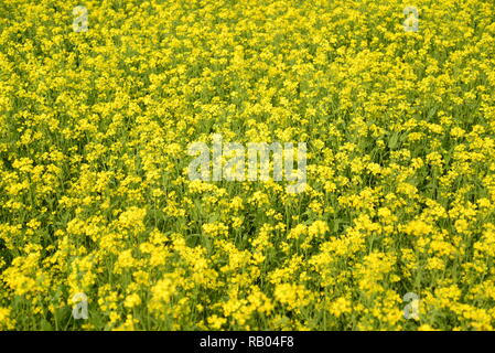 Dhaka, Bangladesch. Januar 04, 2019. Ansicht einer Senf Erntegut Blume Bereich in Munshigonj in der Nähe von Dhaka, Bangladesch am 04 Januar, 2019. Senf ist eine kühle Wetter zuschneiden und wird aus Samen gesät im frühen Frühling. Von Mitte Dezember bis Ende Januar, Bangladesch Landwirte pflegen Ihre Pflanzen von bunten gelber Senf Blumen, die in voller Blüte stehen. Credit: Mamunur Rashid/Alamy leben Nachrichten Stockfoto