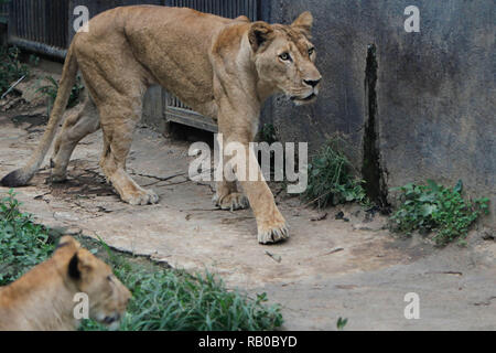 Malang, Ostjava, Indonesien. Am 4. Januar, 2019. Eine Löwin ist in der Batu Geheimnis Zoo gesehen. Moderne touristische Attraktionen und Tiere auf 14 Hektar Land sind Teil der Jatim Park 2, hat eine Sammlung von Tieren aus verschiedenen Teilen der Welt. Credit: Adriana Adinandra/SOPA Images/ZUMA Draht/Alamy leben Nachrichten Stockfoto