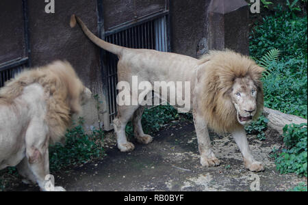 Malang, Ostjava, Indonesien. Am 4. Januar, 2019. Zwei Löwen sind in der Batu Geheimnis Zoo gesehen. Moderne touristische Attraktionen und Tiere auf 14 Hektar Land sind Teil der Jatim Park 2, hat eine Sammlung von Tieren aus verschiedenen Teilen der Welt. Credit: Adriana Adinandra/SOPA Images/ZUMA Draht/Alamy leben Nachrichten Stockfoto