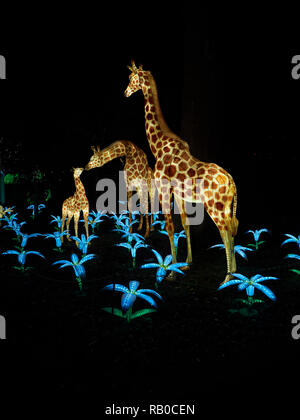 Zoo von Edinburgh, Edinburgh, Schottland, Großbritannien, 5. Januar 2019, den riesigen Laternen von China Anzeige von Fabelwesen, Legenden und Tiere im Zoo im Januar 2019. Giraffe Familie. Stockfoto