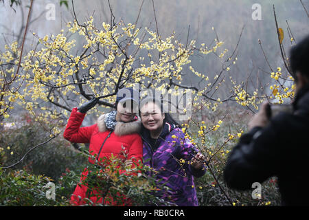 Yangzhou, China Jiangsu Provinz. 5 Jan, 2019. Touristen posieren für Fotos mit wintersweet Blüten an Shouxihu Lake Scenic Spot in Yangzhou Stadt, der ostchinesischen Provinz Jiangsu, Jan. 5, 2019. Credit: Meng Delong/Xinhua/Alamy leben Nachrichten Stockfoto