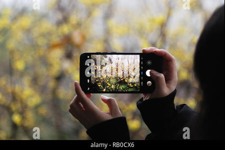 Yangzhou, China Jiangsu Provinz. 5 Jan, 2019. Ein Tourist nimmt ein Bild von wintersweet Blüten an Shouxihu Lake Scenic Spot in Yangzhou Stadt, der ostchinesischen Provinz Jiangsu, Jan. 5, 2019. Credit: Meng Delong/Xinhua/Alamy leben Nachrichten Stockfoto