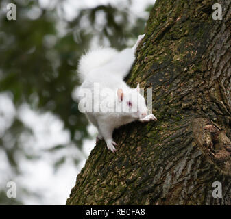 Albino graue Eichhörnchen/Albino graue Eichhörnchen Stockfoto