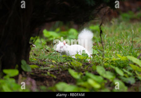 Albino graue Eichhörnchen/Albino graue Eichhörnchen Stockfoto