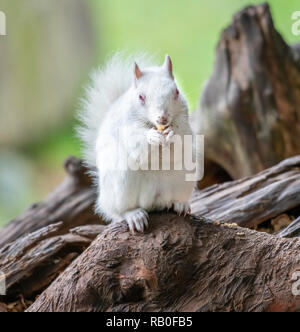 Albino graue Eichhörnchen/Albino graue Eichhörnchen Stockfoto
