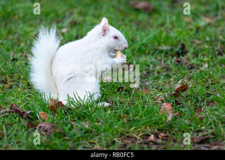 Albino graue Eichhörnchen/Albino graue Eichhörnchen Stockfoto