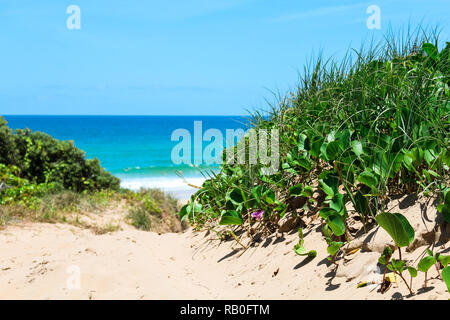 Grüne Pflanzen und Blumen wachsen auf Düne mit Blick auf einen Strand im Sommer Tag mit klaren Himmel und blauem Wasser (Noosa National Park, Australien) Stockfoto