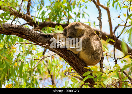 Schlafen Australian koala hoch oben in einem Baum im Frühling Zeit wie während einer Wanderung auf Magnetic Island (Townsville, Queensland, Australien) entdeckt Stockfoto