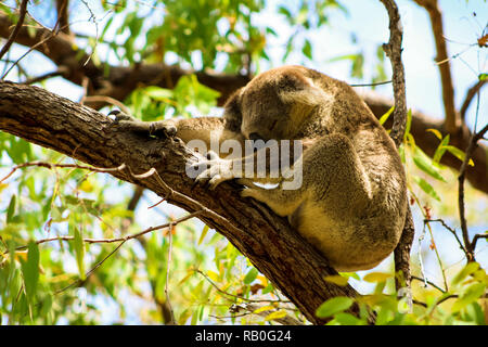 Schlafen Australian koala hoch oben in einem Baum im Frühling Zeit wie während einer Wanderung auf Magnetic Island (Townsville, Queensland, Australien) entdeckt Stockfoto